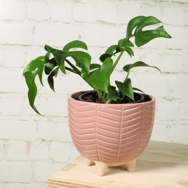 Egg Planter Pot Pink